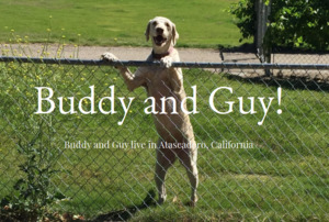 Click to go to buddyandguy.com Click to go to buddyandguy.com
